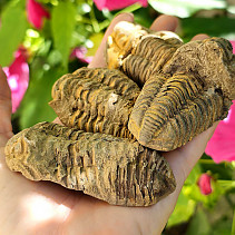 Calymene Trilobite natural (Morocco)