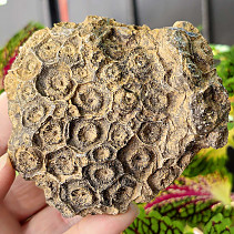 Petrified coral 254g (Morocco)