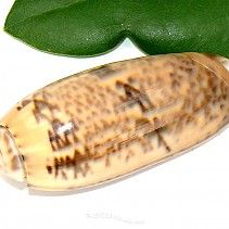 Oliva mineacea menší (Filipíny)