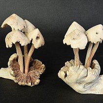 Mushrooms spiky blond wood 13.5 cm