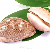 Shells Cypraea mappa (Philippines)