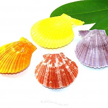 Pecten senatoria (Philippines) colored shells