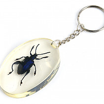 Key ring beetle TYP089