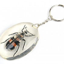 Key ring beetle TYP094