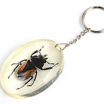 Key ring beetle TYP092