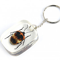 Key ring beetle TYP043
