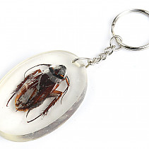 Key ring beetle TYP087