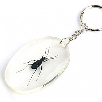 Key ring beetle TYP080