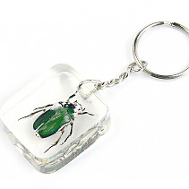 Key ring beetle TYP028