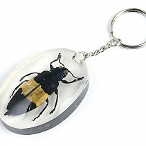 Key ring beetle TYP053