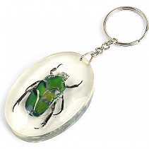 Key ring beetle TYP098