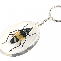 Key ring beetle TYP031