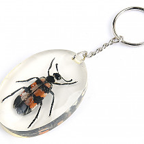 Key ring beetle TYP032