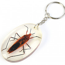 Key ring beetle TYP082