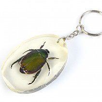 Key ring beetle TYP095