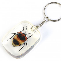 Key ring beetle TYP101