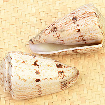 Conus nicobaricus (Filipíny)