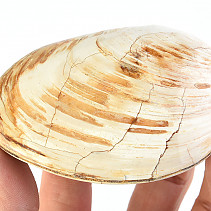 Fossil shells (Madagascar) 227g