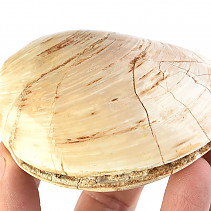 Fossil Shell (Madagascar) 202g