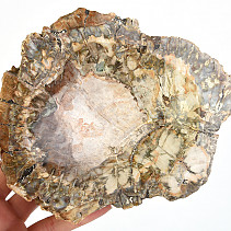 Zkamenělé dřevo miska (Madagaskar) 160mm
