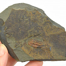 Zkamenělý trilobit 197g