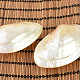 Macridae - the polished pearl mussels
