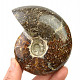 Ammonite for collectors 275g