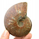 Ammonite with opal shine 172g