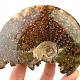 Ammonite for collectors 338g