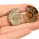 Ammonite selection pair