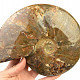 Ammonite with opal shine 1342g