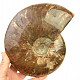 Ammonite with opal shine 1491g