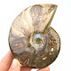 Ammonite with opal shine 319g