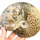 Ammonite with opal shine 1080g