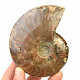 Collectible ammonite with opal shine 259g