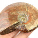 Collectible ammonite with opal shine 146g