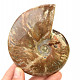 Collectible ammonite with opal shine 242g