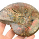 Collectible ammonite with opal shine 344g