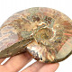 Collectible ammonite with opal shine 259g