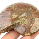 Collectible ammonite with opal shine 123g