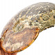 Collectible ammonite Madagascar (2440g)