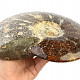 Sběratelský amonit Madagaskar (2728g)