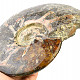 Collectible ammonite Madagascar (3559g)