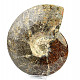 Collectible ammonite Madagascar (4080g)