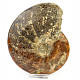 Collectible ammonite Madagascar (2440g)