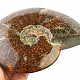Collectible ammonite Madagascar (1678g)