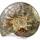 Collectible ammonite Madagascar (3559g)