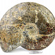 Collectible ammonite Madagascar (4080g)