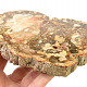 Petrified wood slice (484g)