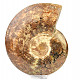 Collectible ammonite Madagascar (4250g)